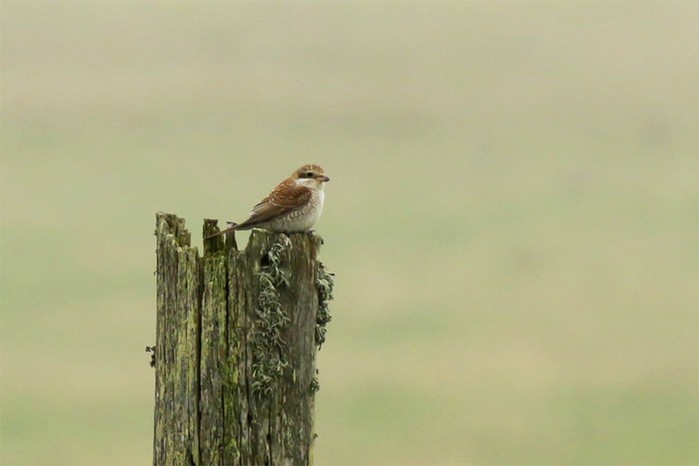 Red-backed Shrike