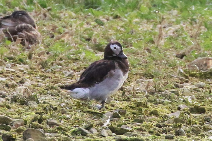 Long-tailed Duck