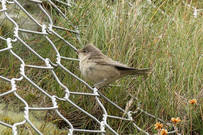 Barred Warbler