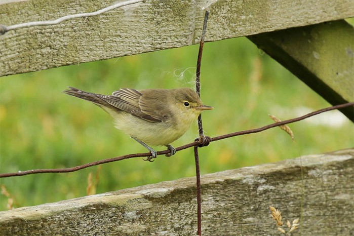 Icterine Warbler