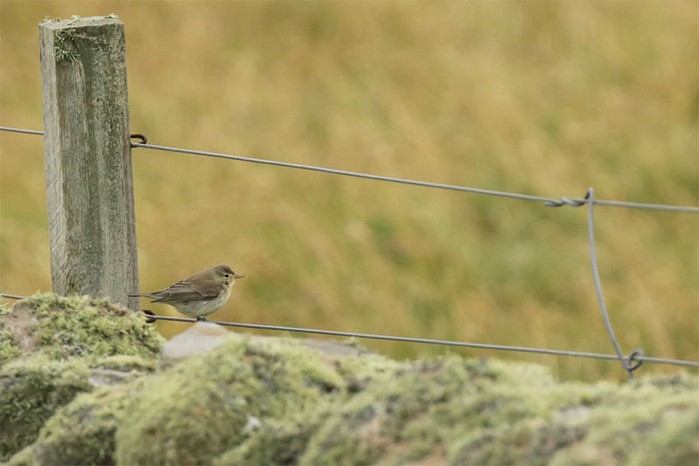 Icterine Warbler