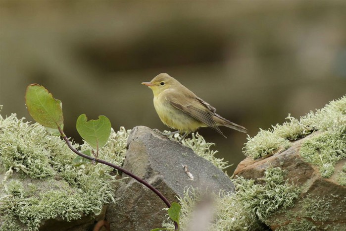 Icterine Warbler