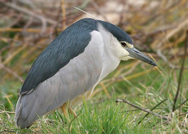 Night Heron