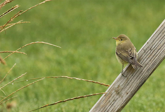 Icterine Warbler