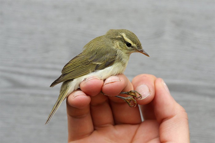 Greenish Warbler