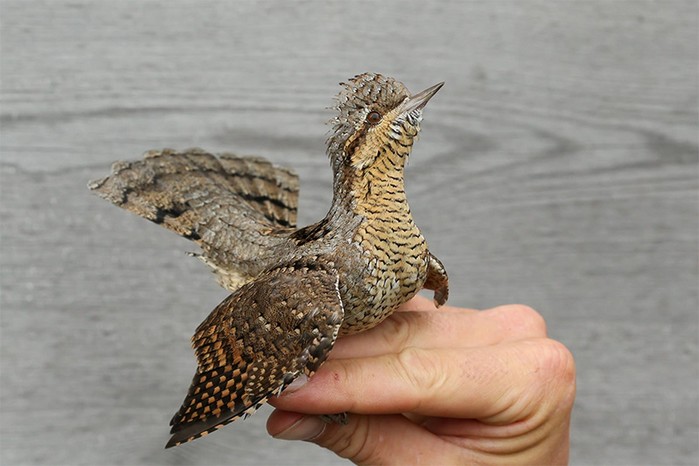 Wryneck
