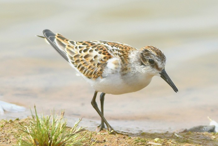 Little Stint