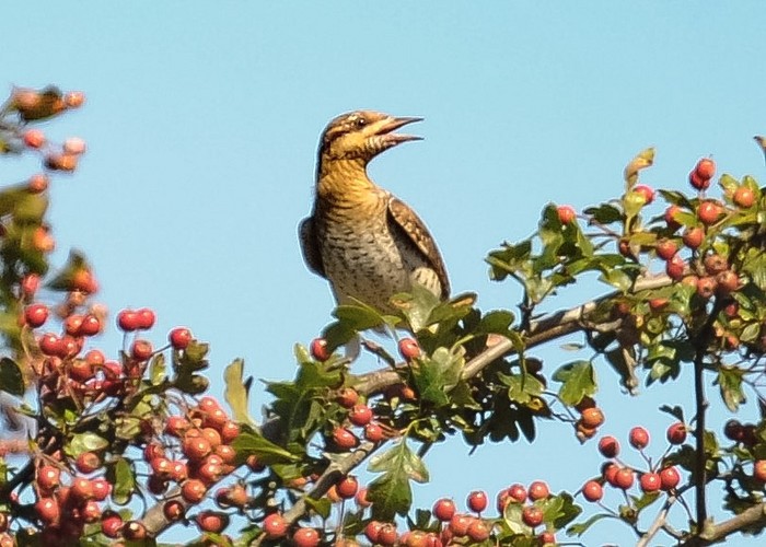 Wryneck