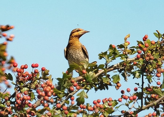 Wryneck