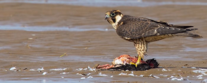 Peregrine