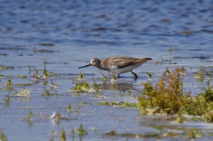 Terek Sandpiper