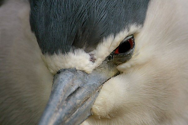 Night Heron