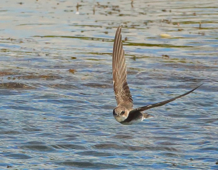 Sand Martin
