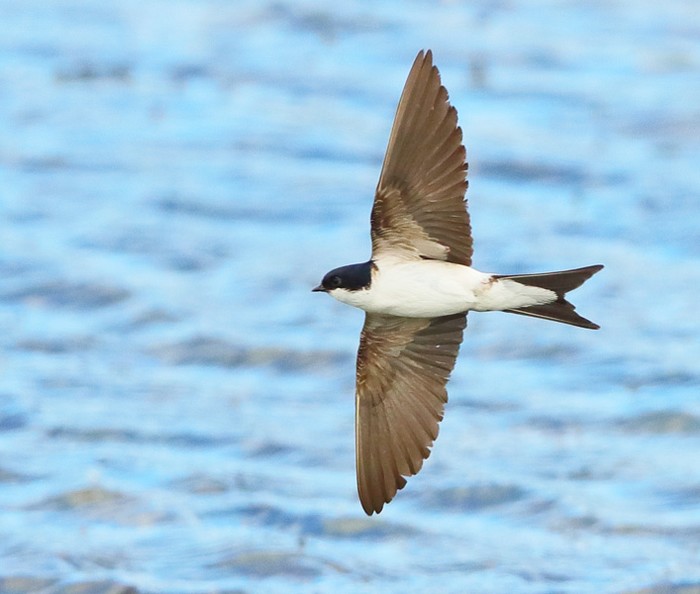 House Martin