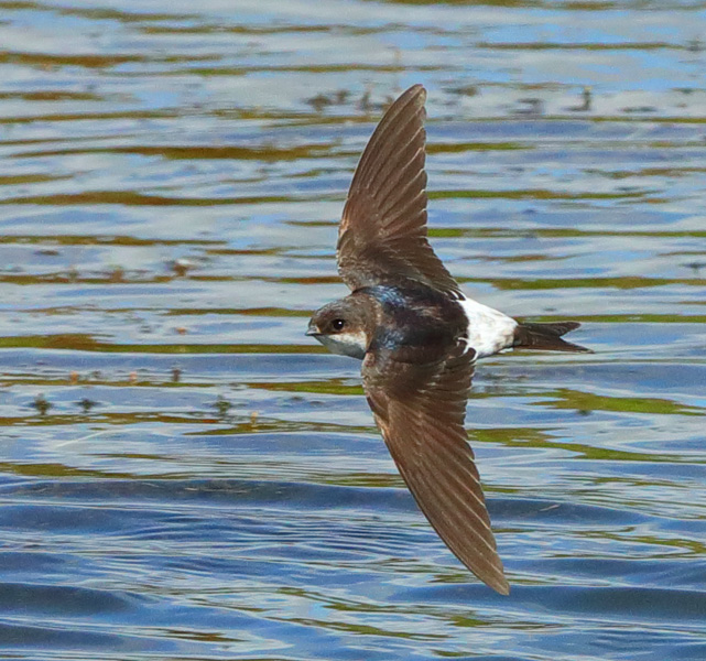 House Martin
