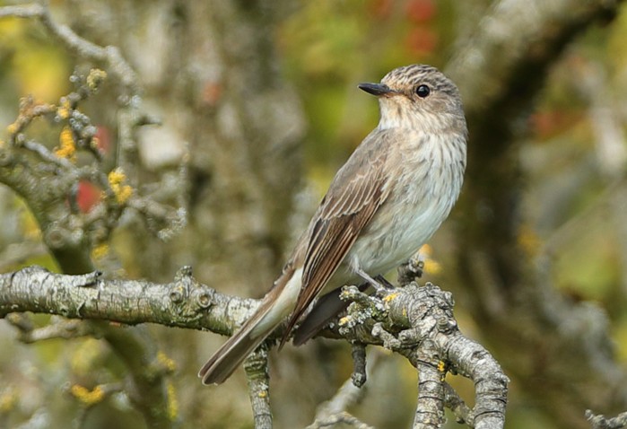 Spotted Flycatcher
