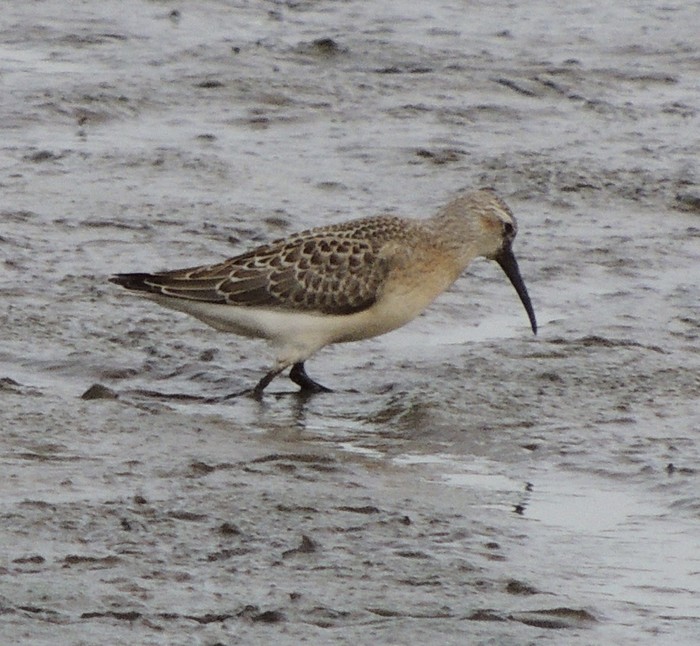 Curlew Sandpiper