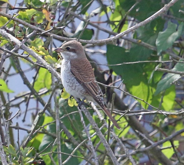 Red-backed Shrike