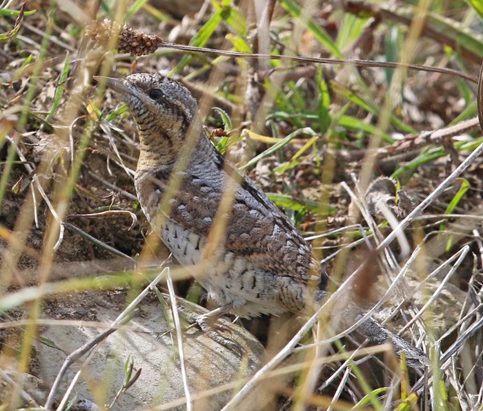 Wryneck