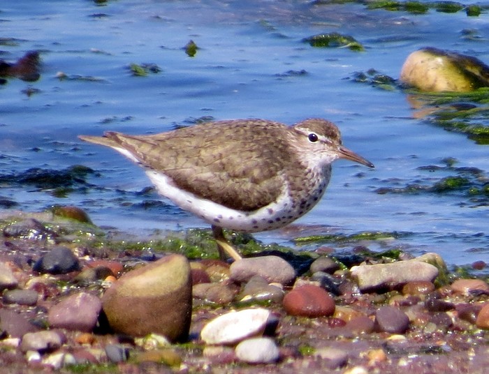Spotted Sandpiper