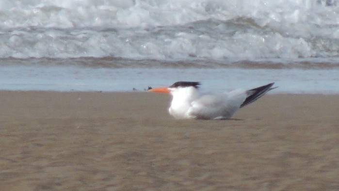 Royal Tern