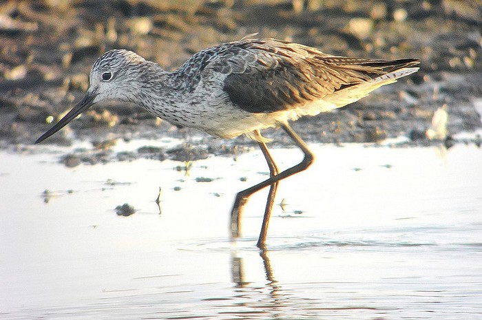 Greenshank