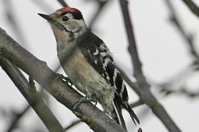 Lesser Spotted Woodpecker