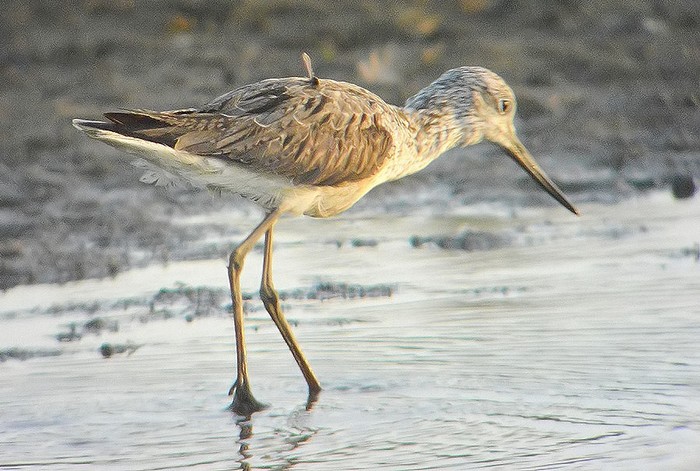 Greenshank