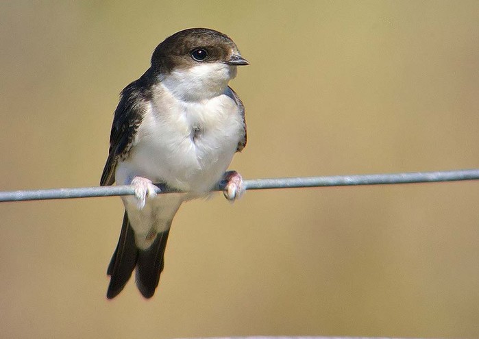 House Martin