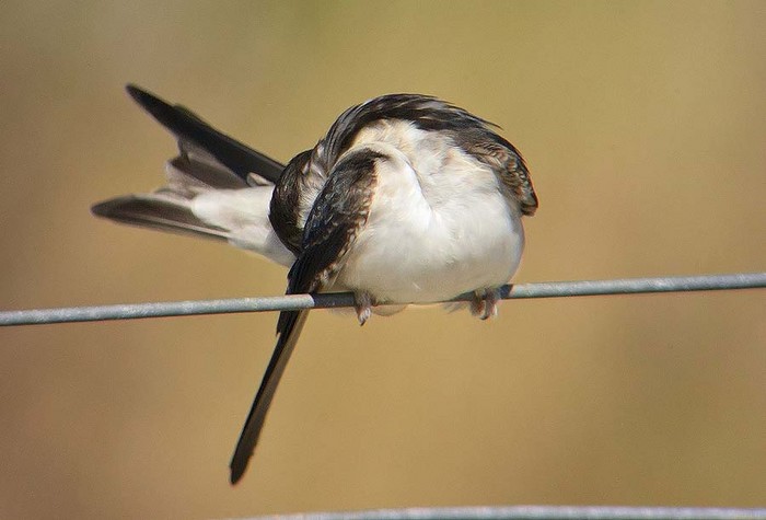 House Martin