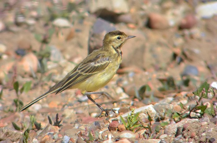 Yellow Wagtail