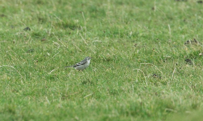 Citrine Wagtail