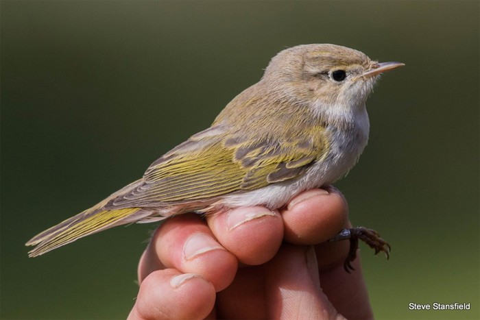 Western Bonelli's Warbler