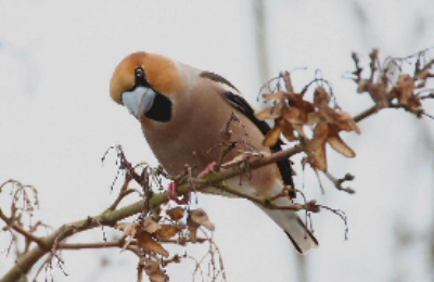 Hawfinch