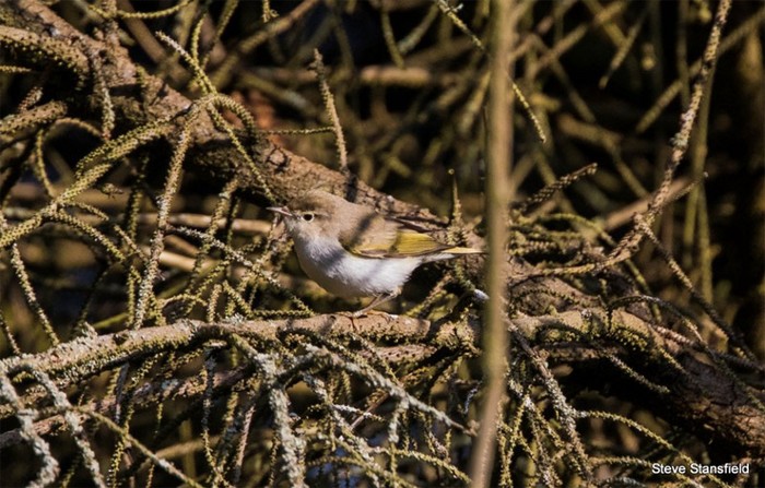 Western Bonelli's Warbler