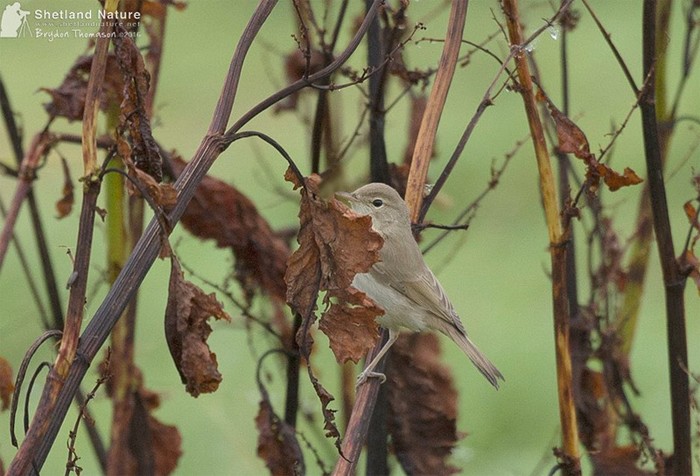 Booted Warbler