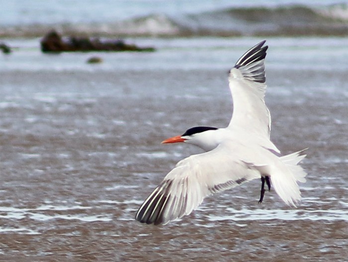 Royal Tern