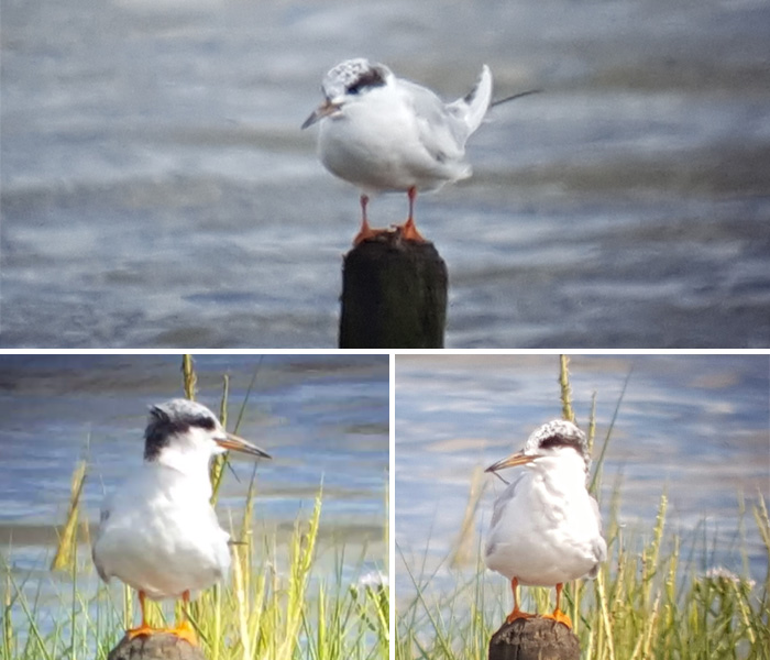 Forster's Tern