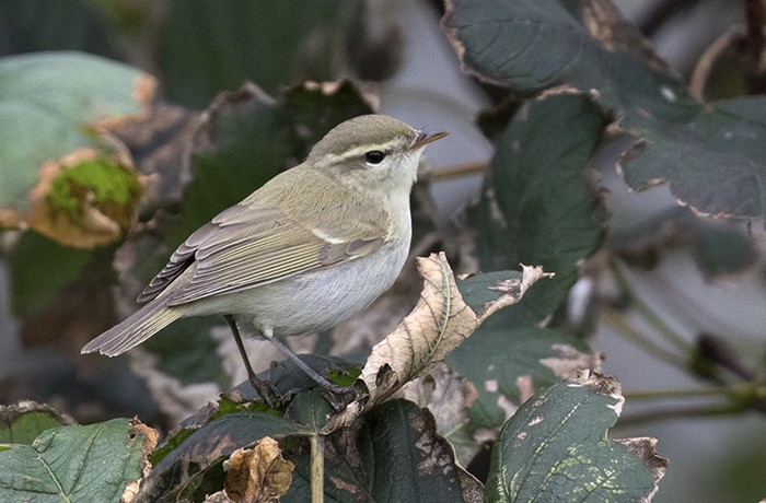 Greenish Warbler