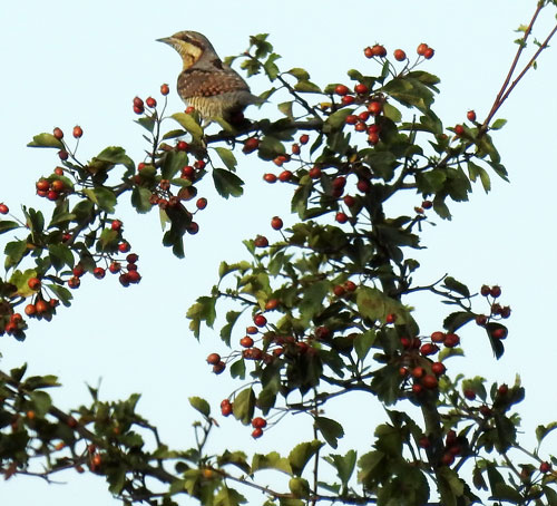 Wryneck