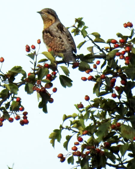 Wryneck