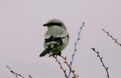 Great Grey Shrike