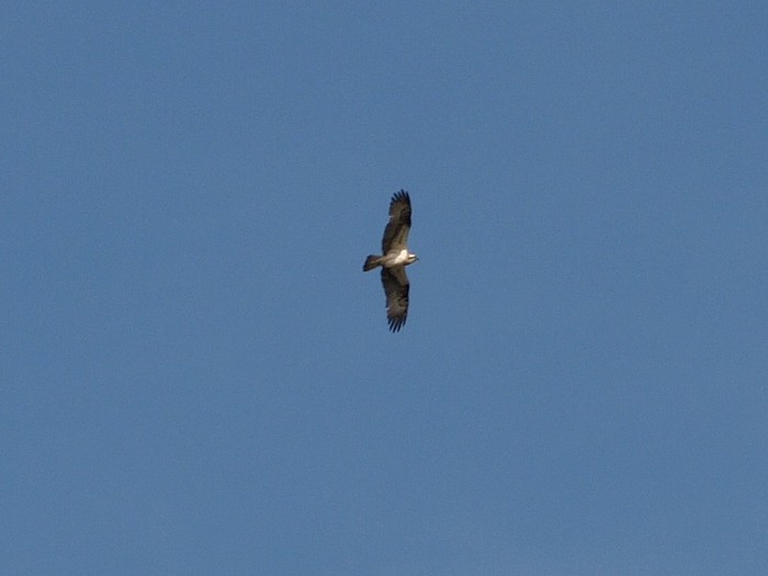 Osprey