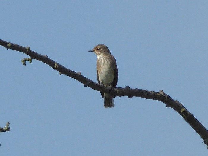 Spotted Flycatcher