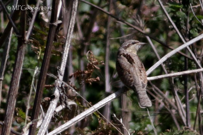 Wryneck