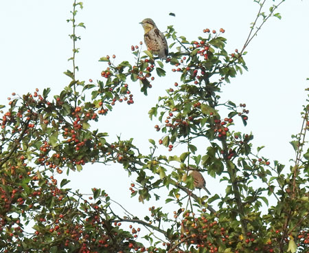 Wryneck
