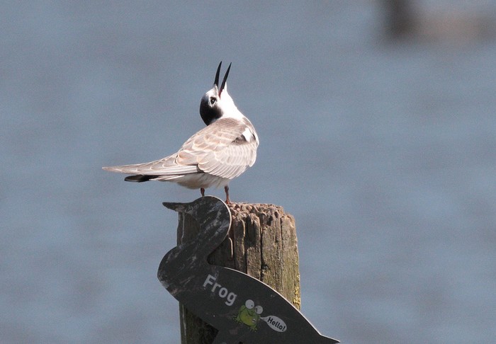 Black Tern