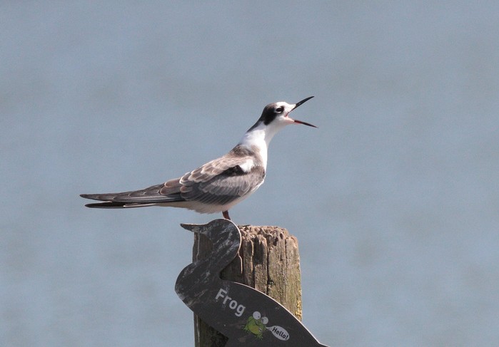 Black Tern