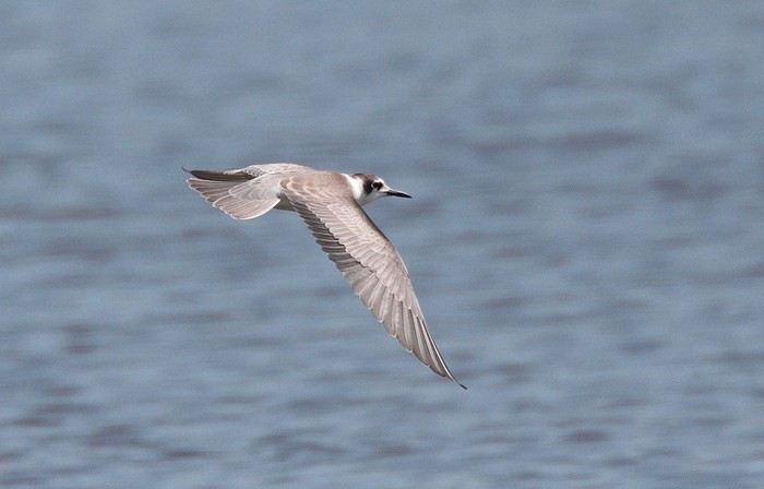 Black Tern