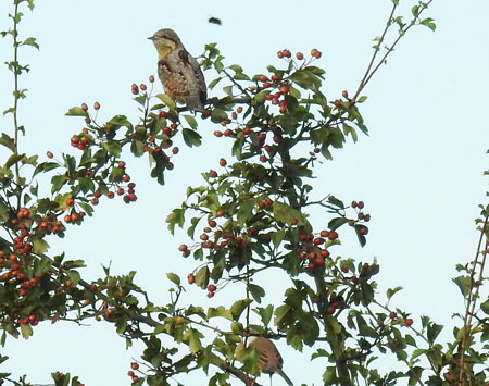 Wryneck